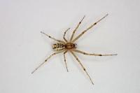 Linyphia triangularis