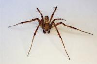 Argiope bruennichi