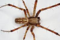Argiope bruennichi