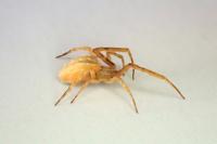 Uloborus walckenaerius