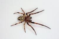 Larinioides cornutus