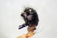 Larinioides cornutus