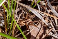 Hogna radiata