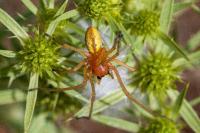 Cheiracanthium