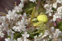 Misumena vatia