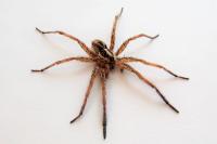 Hogna radiata