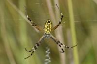 Argiope bruennichi