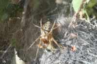 Agelena labyrinthica