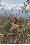 Argiope bruennichi