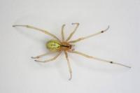 Enoplognatha ovata