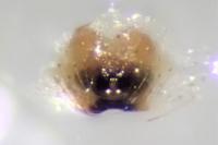 Enoplognatha ovata