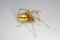 Enoplognatha latimana