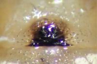 Enoplognatha latimana