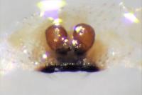 Enoplognatha latimana