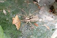 Agelena labyrinthica