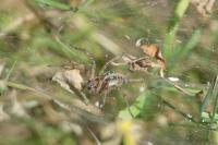 Agelena labyrinthica