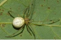 Enoplognatha ovata
