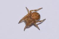 Agalenatea redii