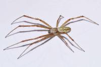 Argiope bruennichi