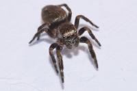 Evarcha arcuata