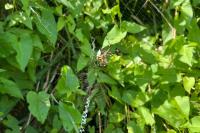 Argiope bruennichi
