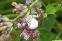 Misumena vatia