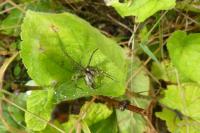Pisaura mirabilis