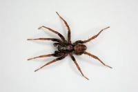 Xerolycosa nemoralis