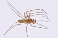 Tetragnatha extensa