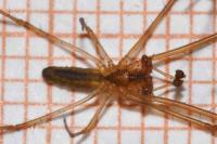 Tetragnatha extensa