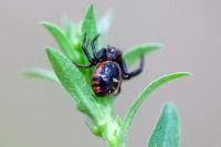 Synema globosum