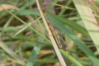 Tetragnatha