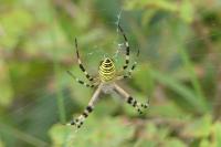 Argiope bruennichi