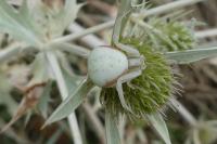 Misumena vatia