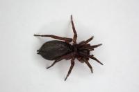 Zelotes tenuis