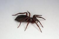 Zelotes tenuis