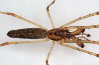 Tetragnatha nigrita