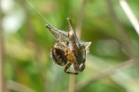 Araneus diadematus