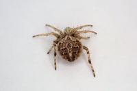 Agalenatea redii