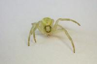 Misumena vatia