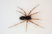 Tenuiphantes tenuis