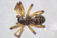 Tenuiphantes tenuis