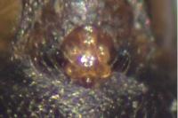 Tenuiphantes tenuis