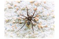 Pardosa