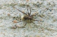 Pardosa