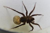 Pardosa