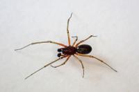 Frontinellina frutetorum
