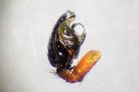 Frontinellina frutetorum