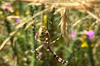 Argiope bruennichi