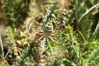Argiope bruennichi